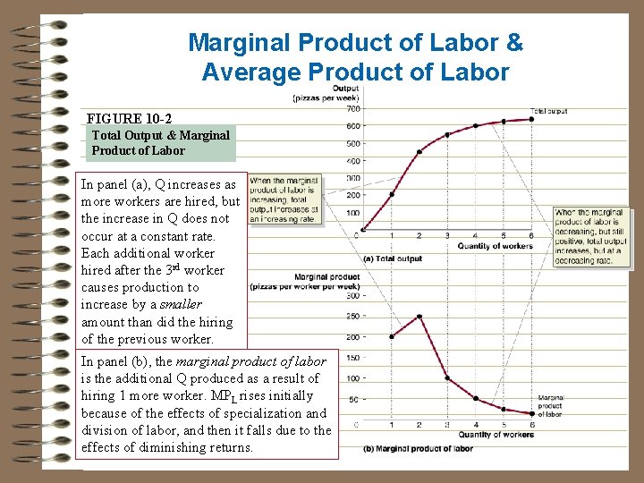 Marginal Product of Labor & Average Product of Labor FIGURE 10 -2 Total Output