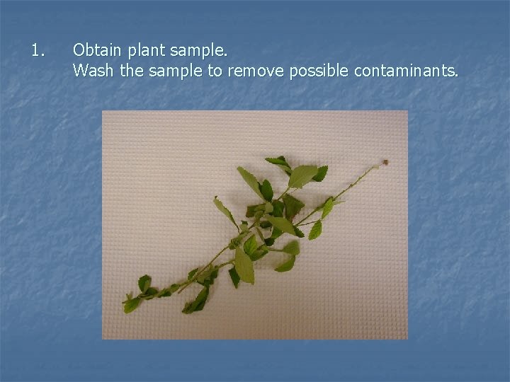 1. Obtain plant sample. Wash the sample to remove possible contaminants. 