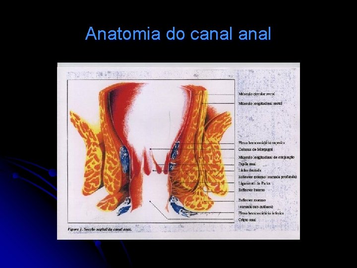 Anatomia do canal 