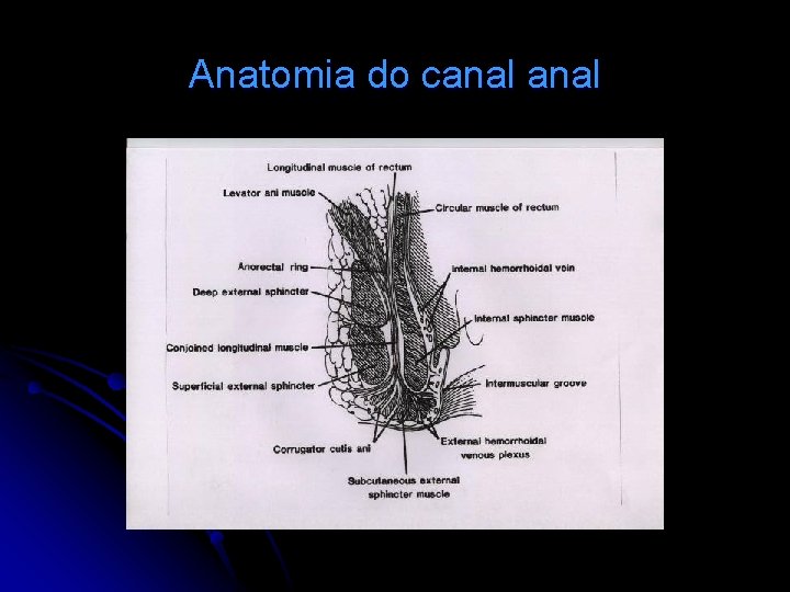 Anatomia do canal 