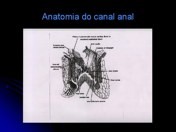 Anatomia do canal 