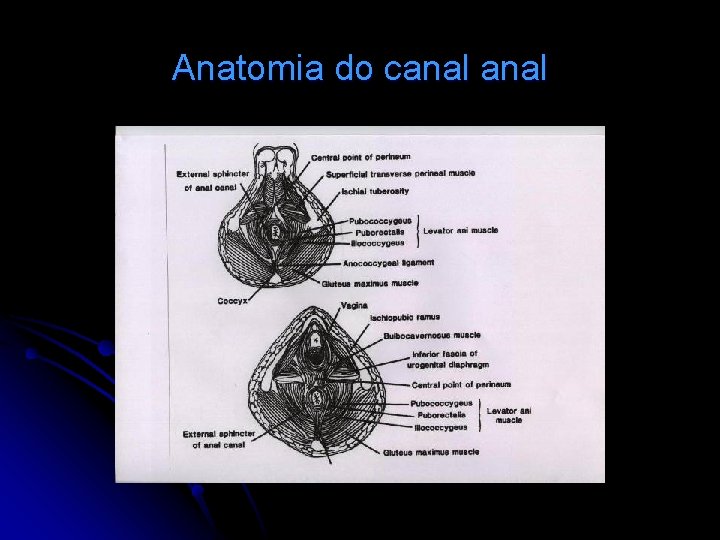 Anatomia do canal 