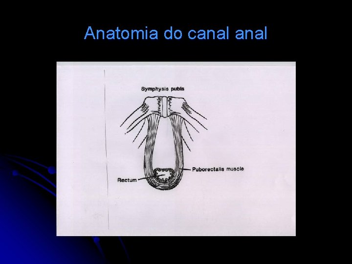 Anatomia do canal 