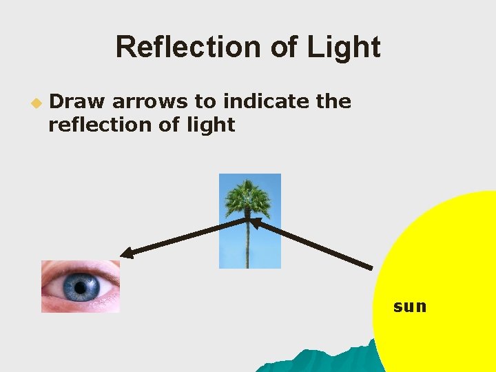Reflection of Light u Draw arrows to indicate the reflection of light sun 