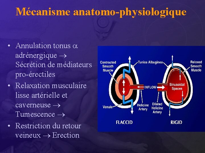 Mécanisme anatomo-physiologique • Annulation tonus adrénergique Sécrétion de médiateurs pro-érectiles • Relaxation musculaire lisse
