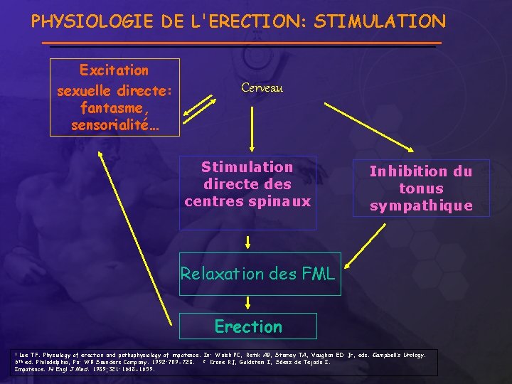 PHYSIOLOGIE DE L'ERECTION: STIMULATION Excitation sexuelle directe: fantasme, sensorialité… Cerveau Stimulation directe des centres
