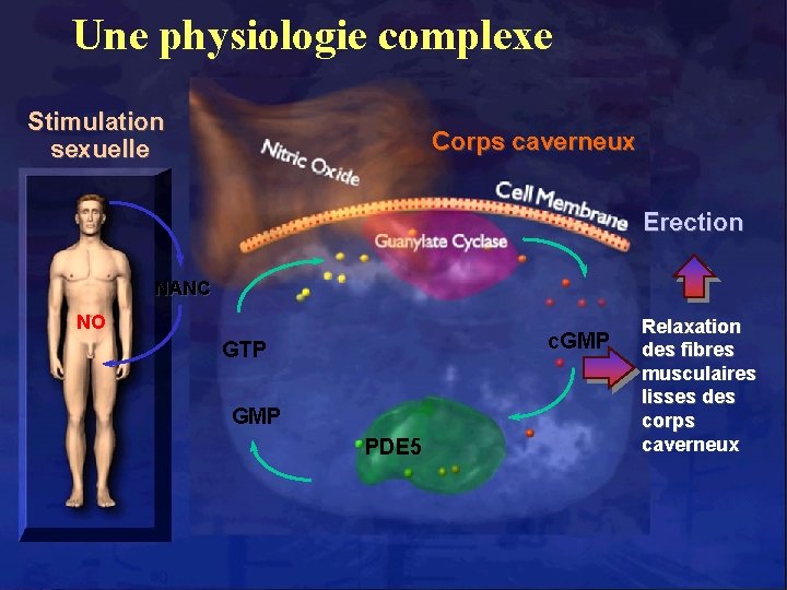 Une physiologie complexe Stimulation sexuelle Corps caverneux Erection NANC NO c. GMP GTP GMP