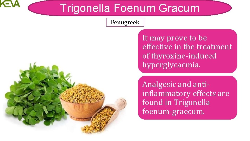 Trigonella Foenum Gracum Fenugreek It may prove to be effective in the treatment of