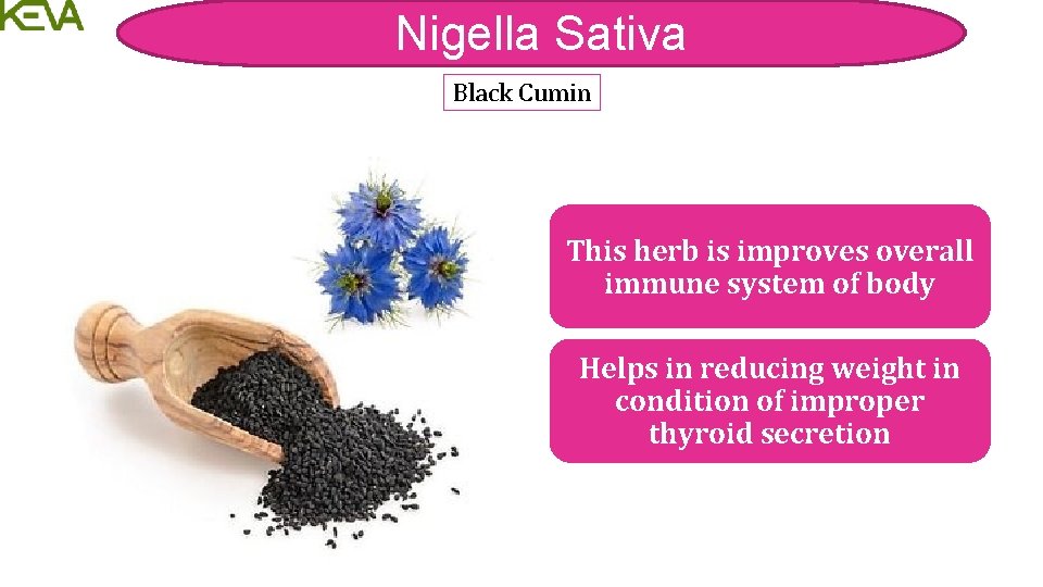 Nigella Sativa Black Cumin This herb is improves overall immune system of body Helps