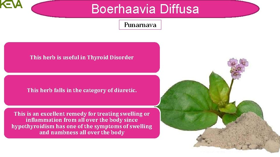 Boerhaavia Diffusa Punarnava This herb is useful in Thyroid Disorder This herb falls in