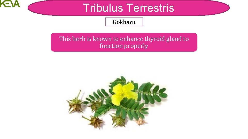 Tribulus Terrestris Gokharu This herb is known to enhance thyroid gland to function properly