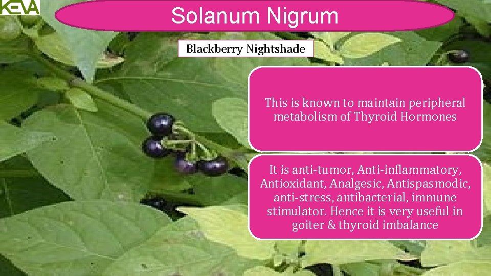 Solanum Nigrum Blackberry Nightshade This is known to maintain peripheral metabolism of Thyroid Hormones