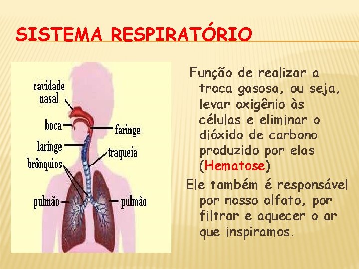 SISTEMA RESPIRATÓRIO Função de realizar a troca gasosa, ou seja, levar oxigênio às células