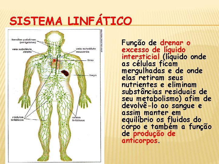 SISTEMA LINFÁTICO Função de drenar o excesso de líquido intersticial (líquido onde as células