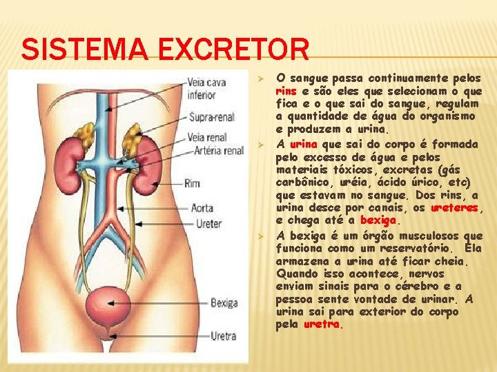 SISTEMA EXCRETOR Ø Ø Ø O sangue passa continuamente pelos rins e são eles