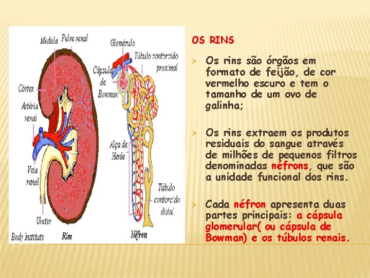 OS RINS Ø Ø Ø Os rins são órgãos em formato de feijão, de