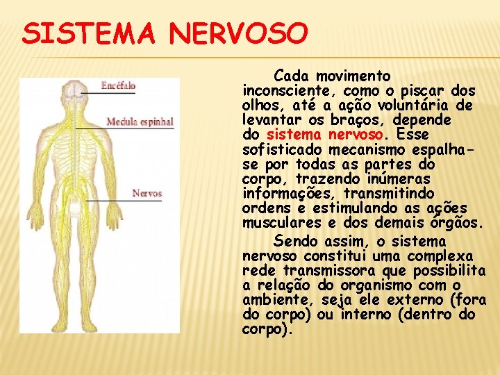 SISTEMA NERVOSO Cada movimento inconsciente, como o piscar dos olhos, até a ação voluntária