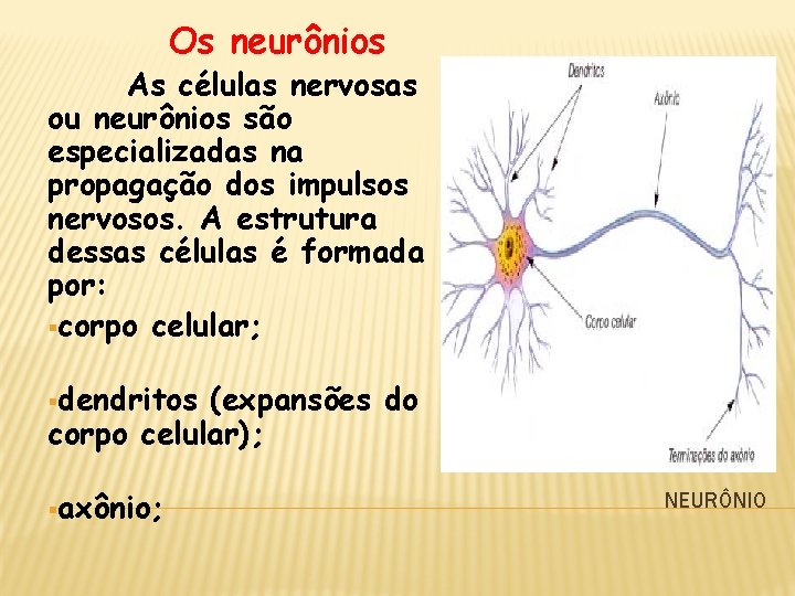 Os neurônios As células nervosas ou neurônios são especializadas na propagação dos impulsos nervosos.