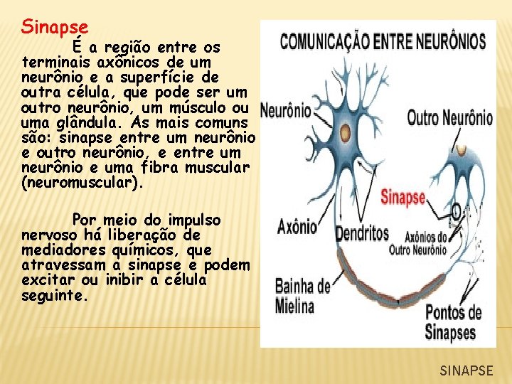 Sinapse É a região entre os terminais axônicos de um neurônio e a superfície