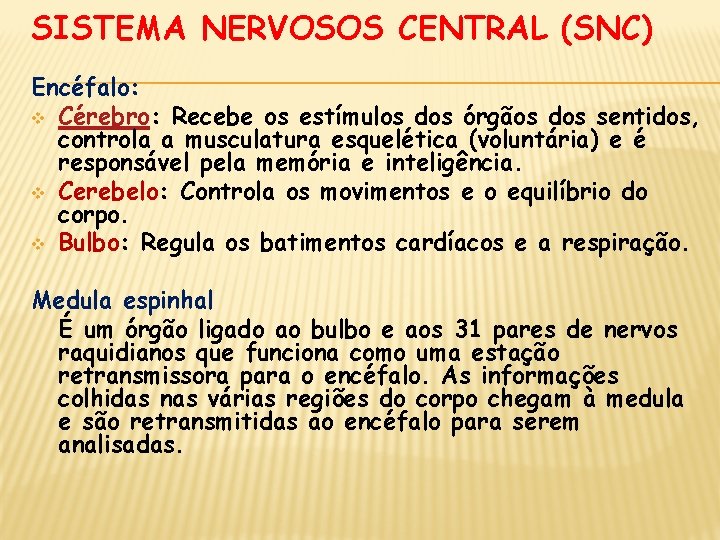 SISTEMA NERVOSOS CENTRAL (SNC) Encéfalo: v Cérebro: Recebe os estímulos dos órgãos dos sentidos,