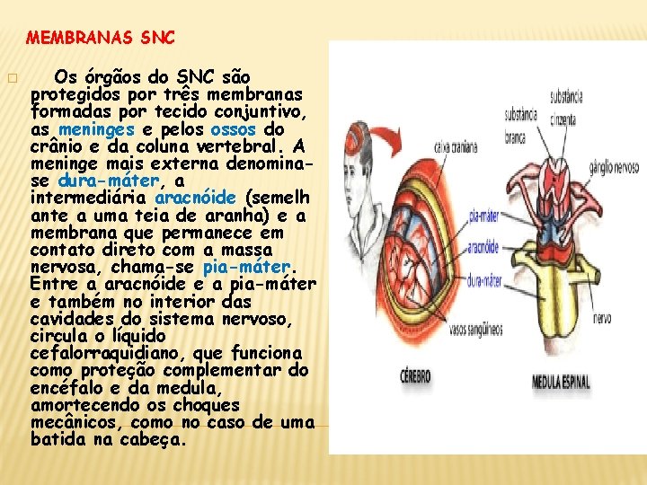 MEMBRANAS SNC � Os órgãos do SNC são protegidos por três membranas formadas por