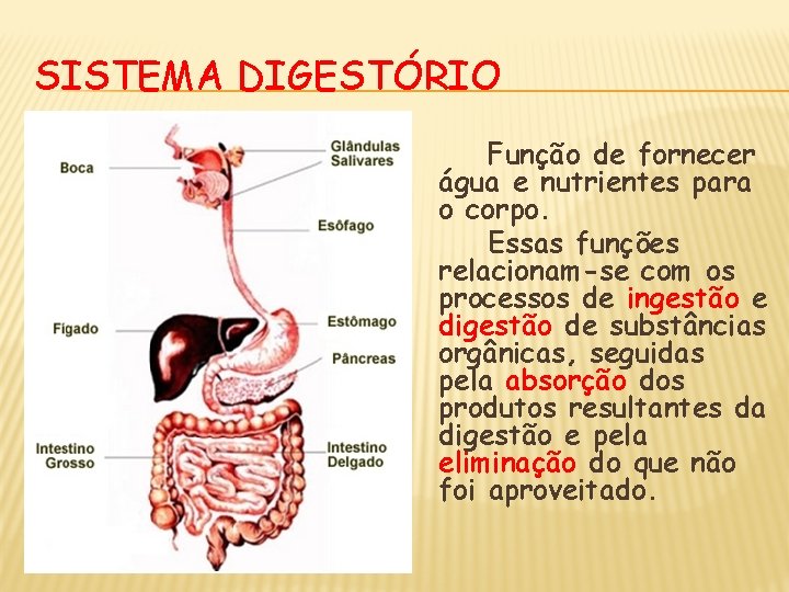 SISTEMA DIGESTÓRIO Função de fornecer água e nutrientes para o corpo. Essas funções relacionam-se