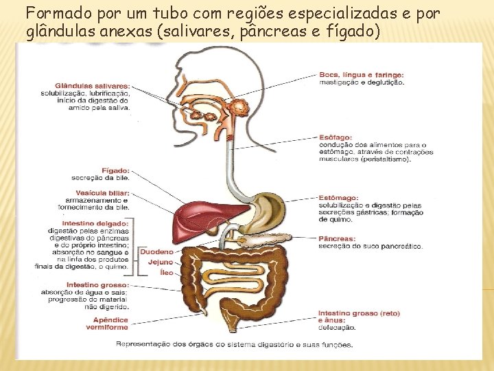 Formado por um tubo com regiões especializadas e por glândulas anexas (salivares, pâncreas e