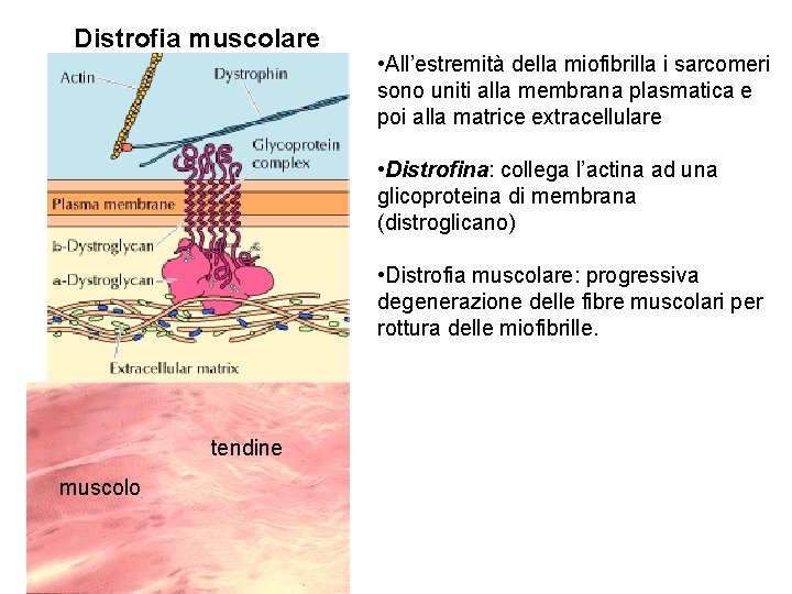 Distrofia muscolare • All’estremità della miofibrilla i sarcomeri sono uniti alla membrana plasmatica e