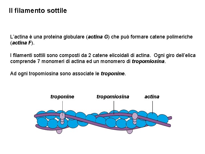 Il filamento sottile L’actina è una proteina globulare (actina G) che può formare catene