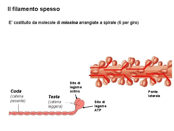Il filamento spesso E’ costituito da molecole di miosina arrangiate a spirale (6 per