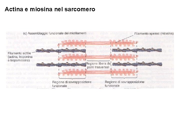 Actina e miosina nel sarcomero 