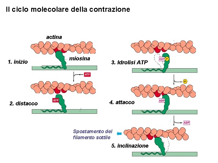 Il ciclo molecolare della contrazione actina 1. inizio 2. distacco miosina 3. Idrolisi ATP