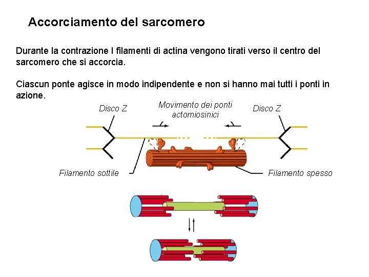 Accorciamento del sarcomero Durante la contrazione I filamenti di actina vengono tirati verso il