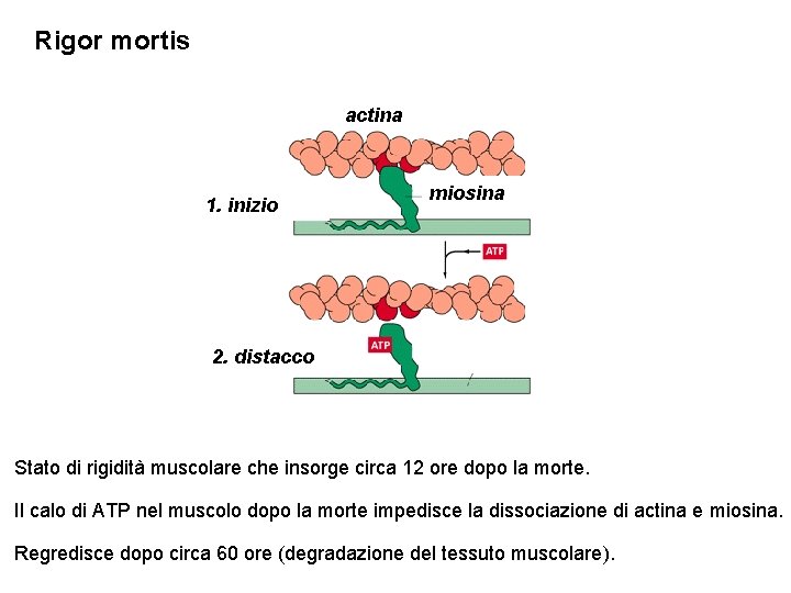 Rigor mortis actina 1. inizio miosina 2. distacco Stato di rigidità muscolare che insorge