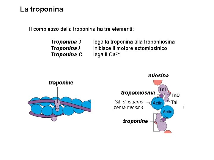 La troponina Il complesso della troponina ha tre elementi: Troponina T Troponina I Troponina