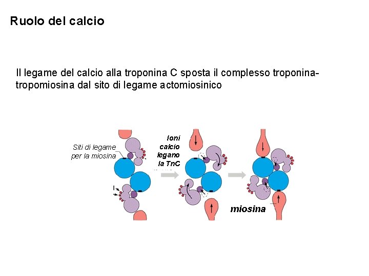 Ruolo del calcio Il legame del calcio alla troponina C sposta il complesso troponinatropomiosina