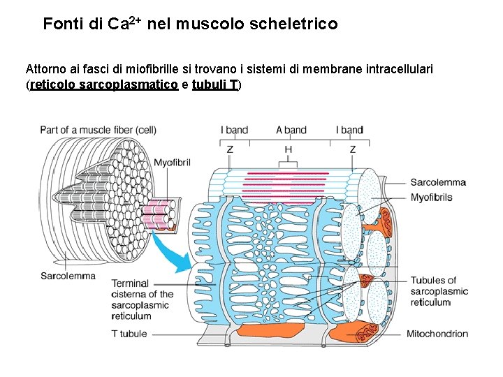 Fonti di Ca 2+ nel muscolo scheletrico Attorno ai fasci di miofibrille si trovano