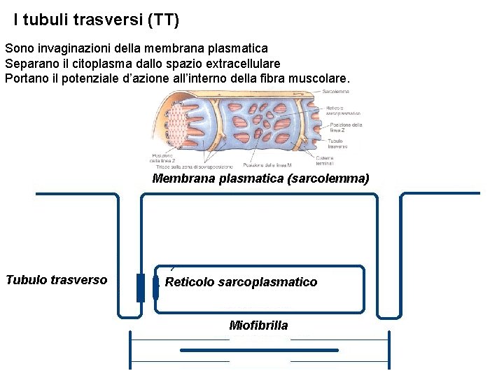 I tubuli trasversi (TT) Sono invaginazioni della membrana plasmatica Separano il citoplasma dallo spazio