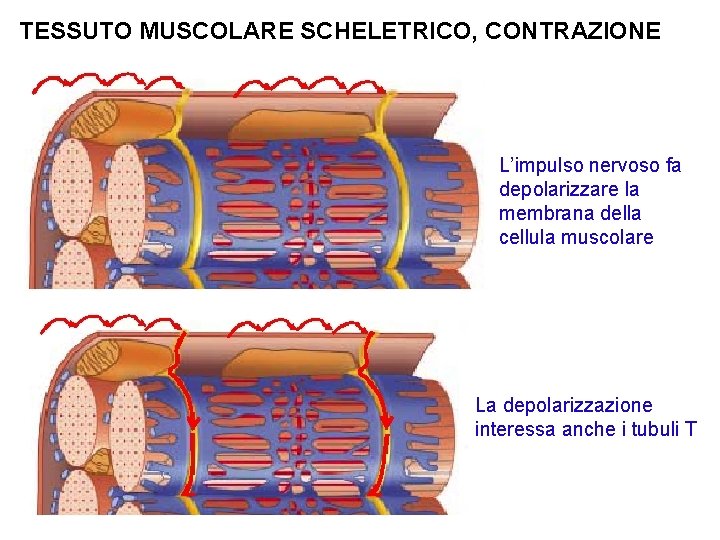 TESSUTO MUSCOLARE SCHELETRICO, CONTRAZIONE L’impulso nervoso fa depolarizzare la membrana della cellula muscolare La