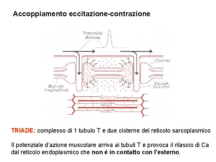 Accoppiamento eccitazione-contrazione TRIADE: complesso di 1 tubulo T e due cisterne del reticolo sarcoplasmico