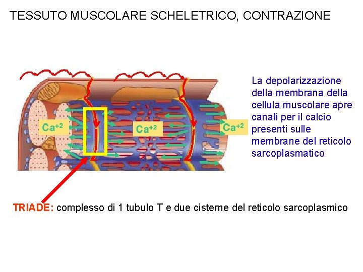 TESSUTO MUSCOLARE SCHELETRICO, CONTRAZIONE La depolarizzazione della membrana della cellula muscolare apre canali per