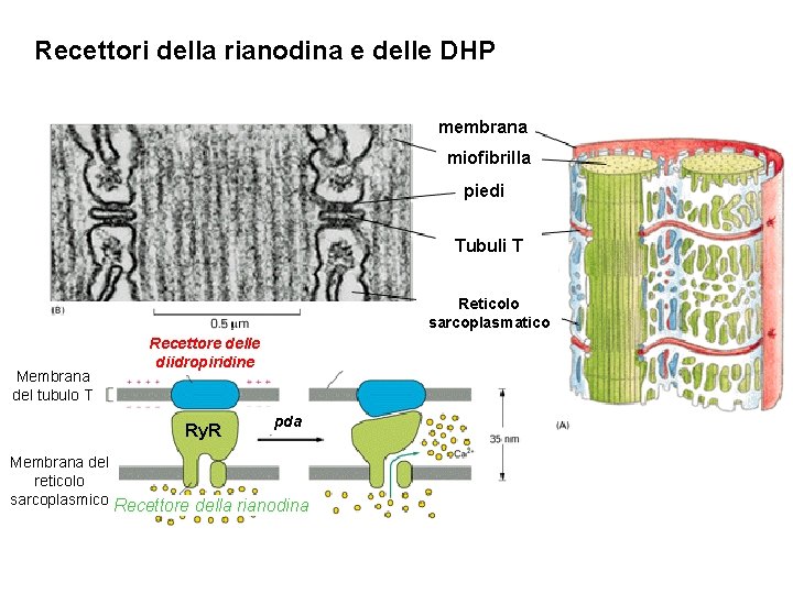 Recettori della rianodina e delle DHP membrana miofibrilla piedi Tubuli T Reticolo sarcoplasmatico Membrana