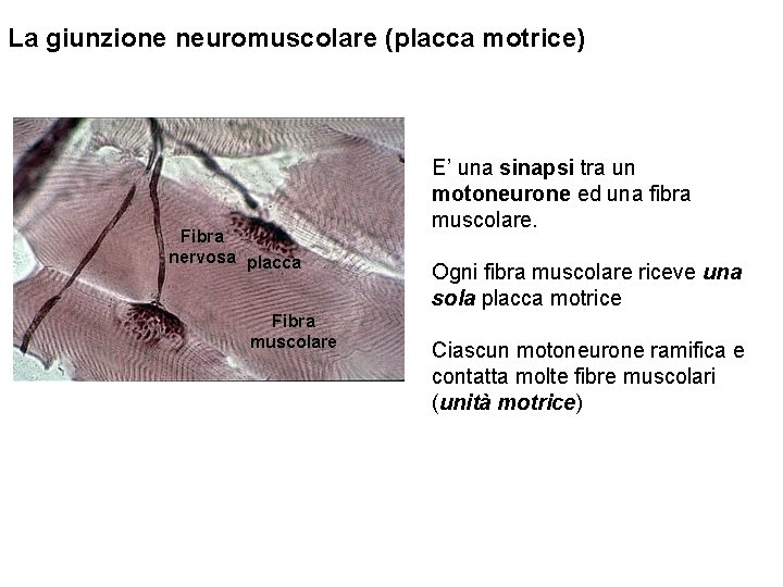 La giunzione neuromuscolare (placca motrice) Fibra nervosa placca Fibra muscolare E’ una sinapsi tra