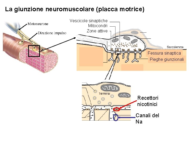 La giunzione neuromuscolare (placca motrice) Vescicole sinaptiche Mitocondri Zone attive Fessura sinaptica Pieghe giunzionali