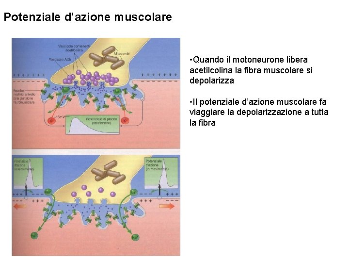 Potenziale d’azione muscolare • Quando il motoneurone libera acetilcolina la fibra muscolare si depolarizza