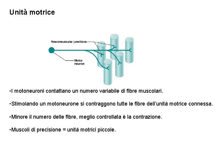 Unità motrice • I motoneuroni contattano un numero variabile di fibre muscolari. • Stimolando