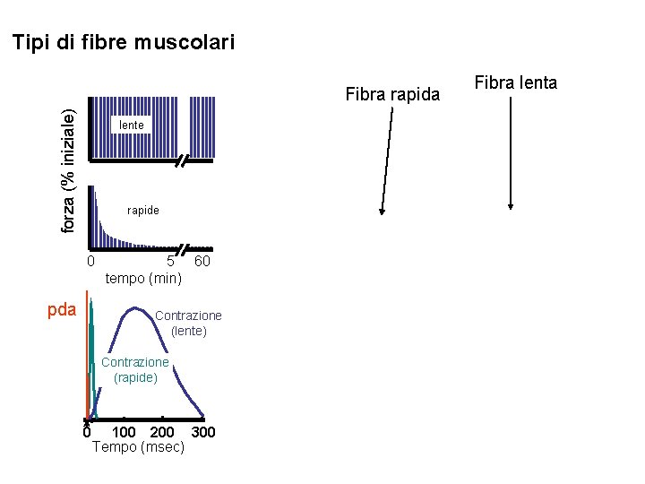 Tipi di fibre muscolari forza (% iniziale) Fibra rapida lente rapide 0 pda 5