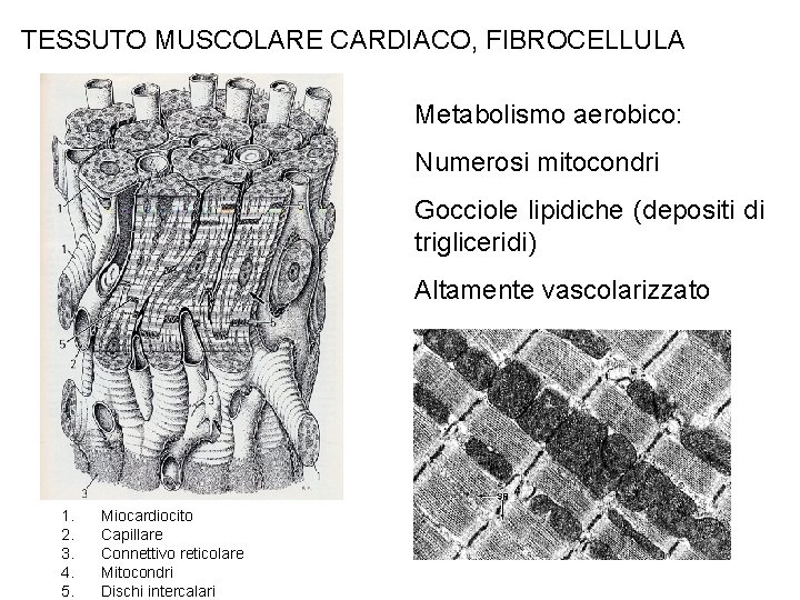 TESSUTO MUSCOLARE CARDIACO, FIBROCELLULA Metabolismo aerobico: Numerosi mitocondri Gocciole lipidiche (depositi di trigliceridi) Altamente