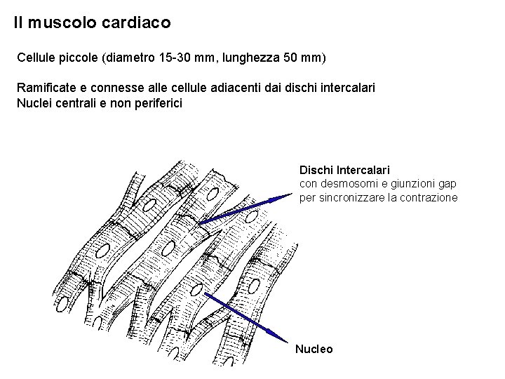 Il muscolo cardiaco Cellule piccole (diametro 15 -30 mm, lunghezza 50 mm) Ramificate e