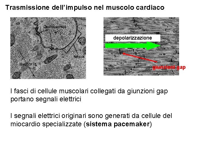 Trasmissione dell’impulso nel muscolo cardiaco depolarizzazione giunzioni gap I fasci di cellule muscolari collegati